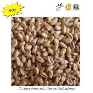 Wheat Malt Powder with Best Quality